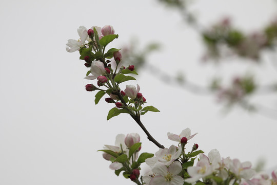 蘋果花