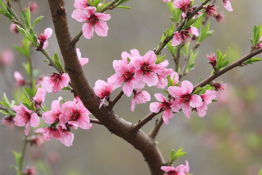 桃花