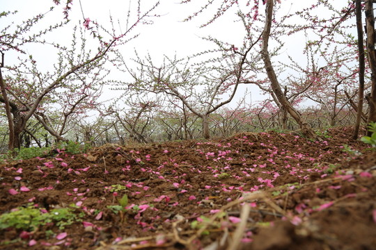 落花