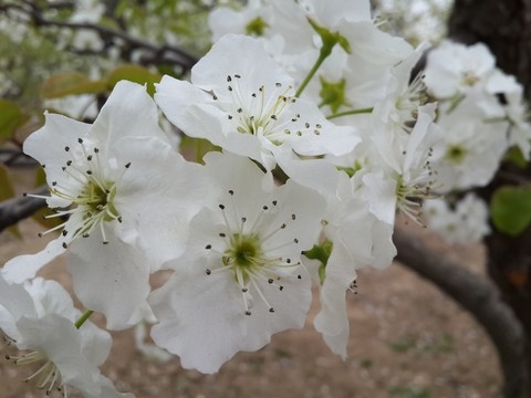 梨花