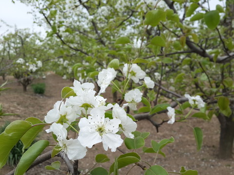 梨花