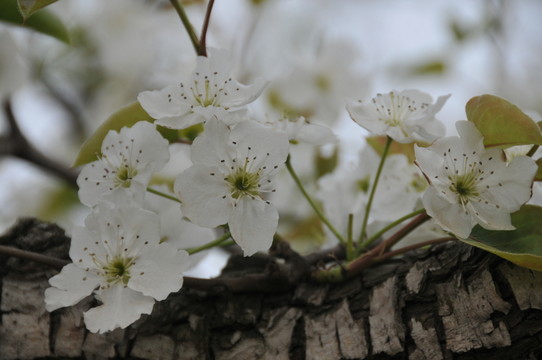 梨花