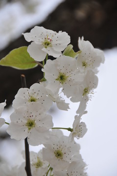 梨花