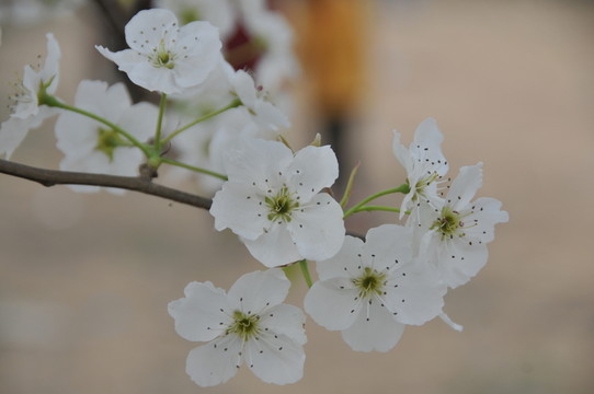 梨花