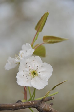 梨花
