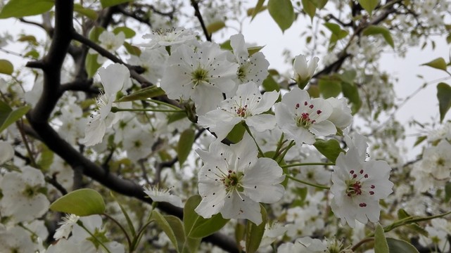 碭山梨花