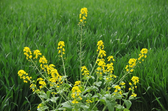 油菜花