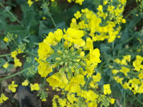 油菜花