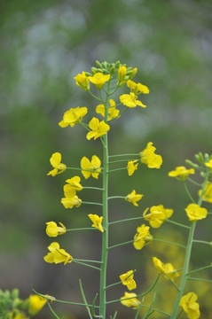 油菜花