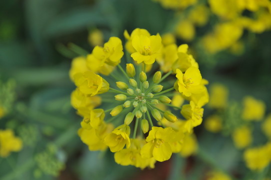 油菜花