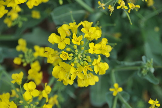 油菜花