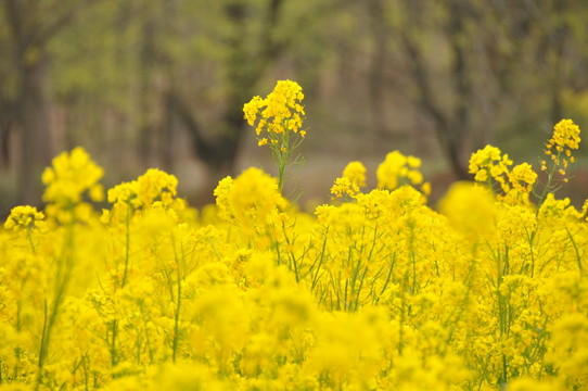 油菜花