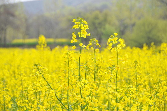油菜花
