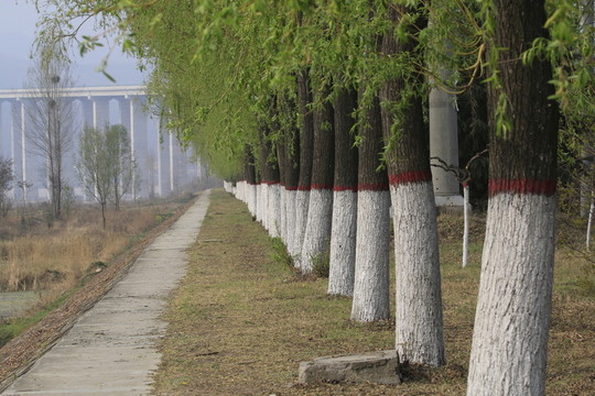 一排柳樹(shù)
