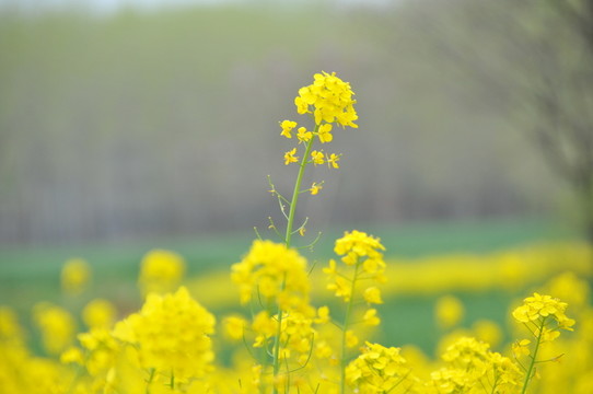 油菜花