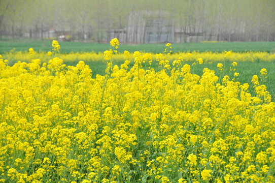 油菜花