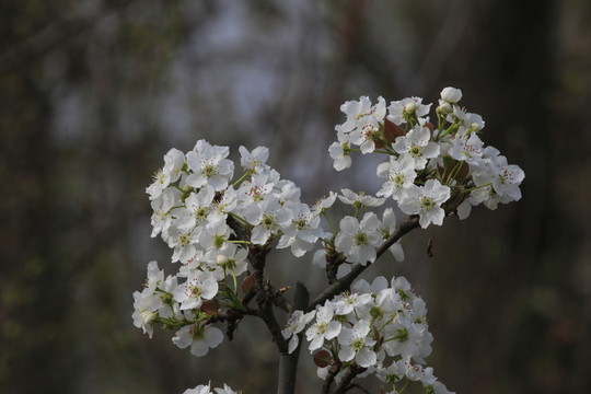 梨花