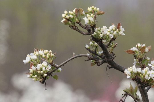 梨樹(shù)花開(kāi)