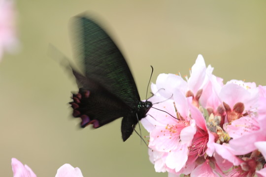 蝴蝶戲桃花
