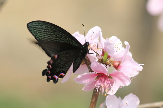 蝴蝶戲桃花