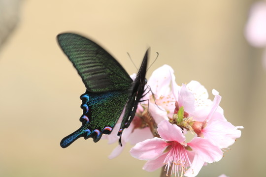 蝶戀花