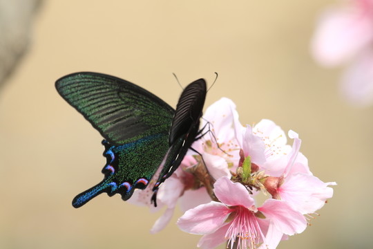 蝶戀花