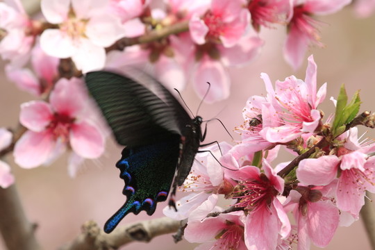 蝶戀花