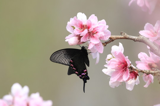 蝶戀花