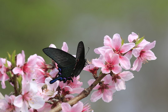蝶戀花