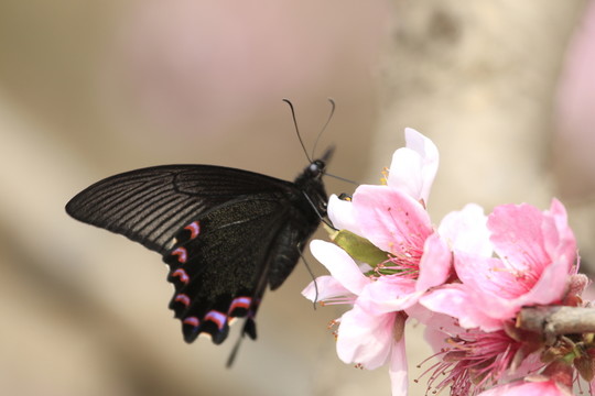 蝶戀花