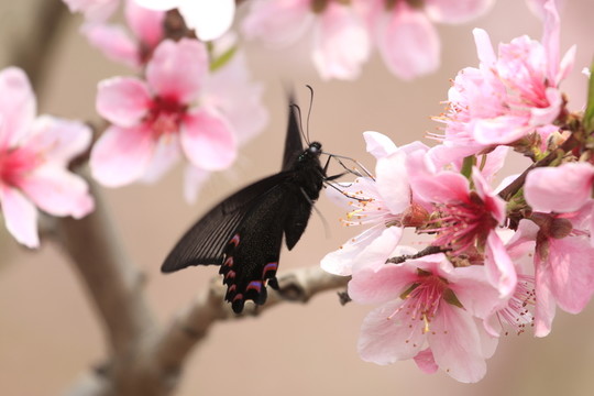 蝶戀花
