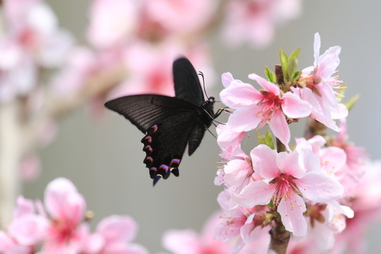 蝶戀花