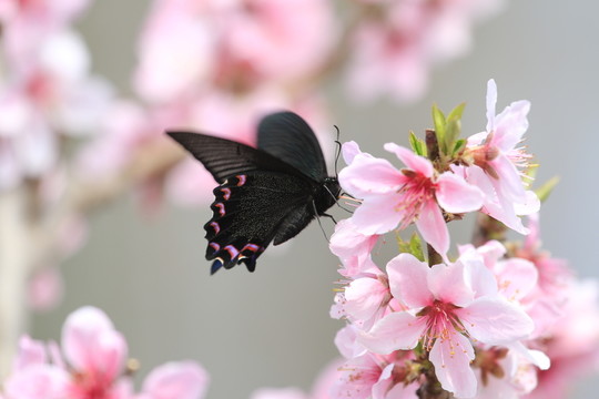 蝶戀花