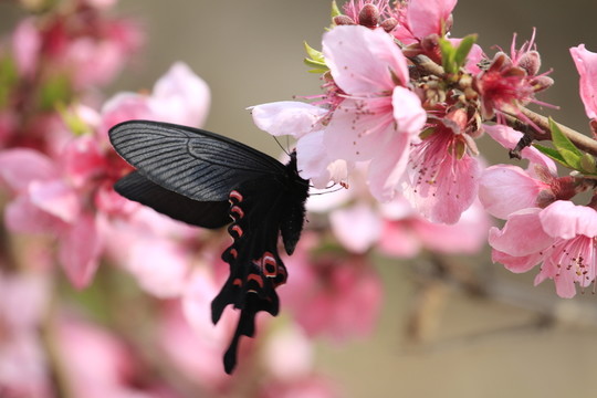 蝶戀花