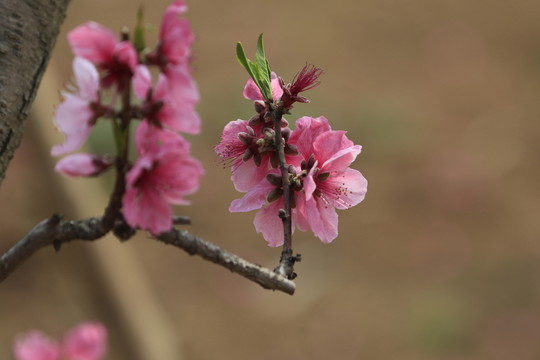 桃花