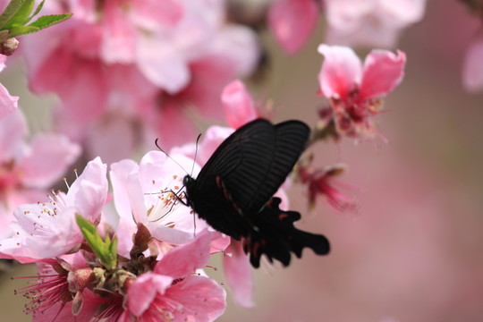 蝶戀花