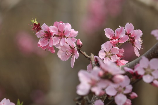 桃花