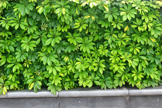 植物墻