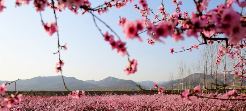 桃花盛開