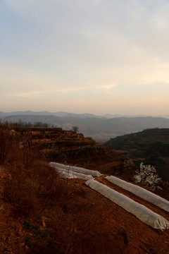 農(nóng)田風(fēng)景