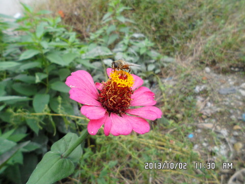 一朵紅色的花