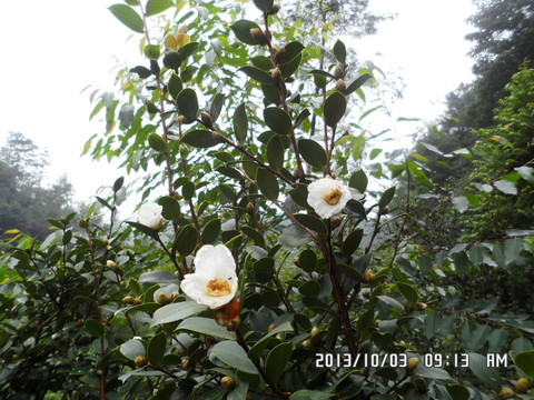 茶花