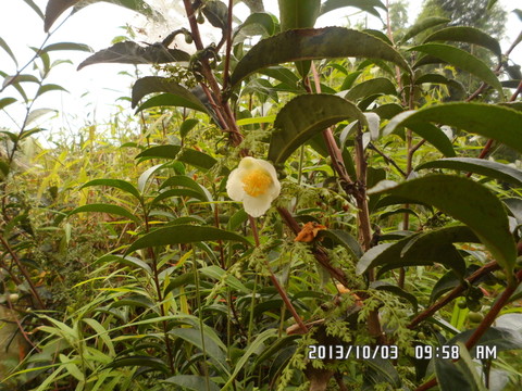 山茶樹