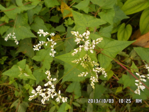 野花