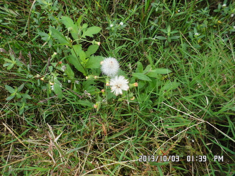 野花