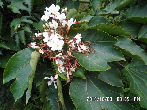 野花