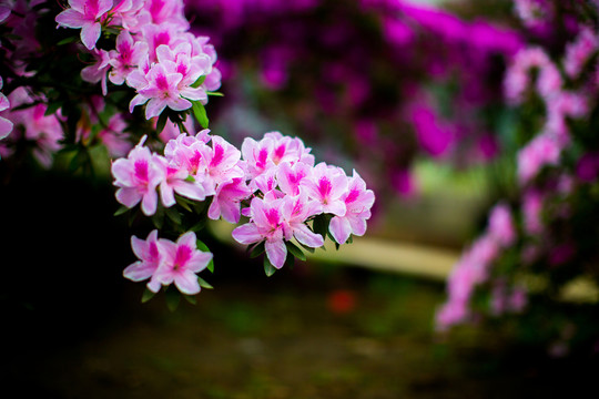 花舞人間