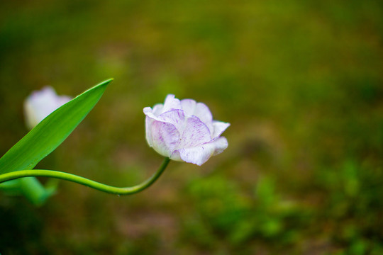 郁金香