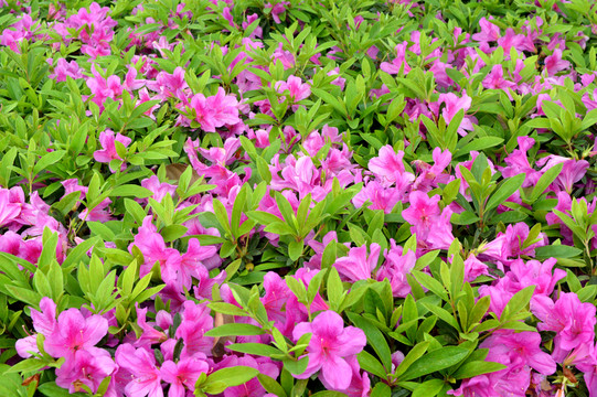 花墻