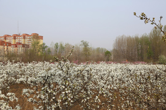梨園春景